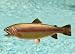 Taxidermy 13" Fiberglass Rainbow Trout Wall Mount