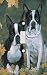 Boston Terriers Decorative Switchplate Cover