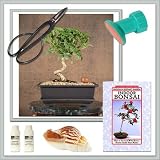 Hawaiian Umbrella (Arboricola) Bonsai l Do it yourself kit
