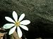 Bloodroot, Michigan Photographic Poster Print by Stan Osolinski, 24x18