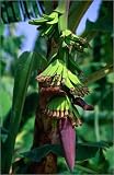 canvas A bunch of bananas ripening on a banana tree in flower. in size: 20 x 30 cm by P. Beroujon