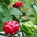 Starfish Pepper Plant - RARE- Very hot