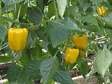 Organic Sweet Peppers, Yellow Variety, Ripening in a Commercial Greenhouse (Capsicum Annuum) Photographic Poster Print by Nigel Cattlin, 40x30