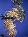 Hawaiian Flora: Golden Shower Tree Member of Legume Family Photographic Poster Print ...