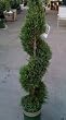 Emerald Isle Leyland Cypress Five Gallon Spiral