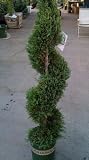 Emerald Isle Leyland Cypress Five Gallon Spiral