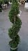 Emerald Isle Leyland Cypress Five Gallon Spiral