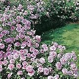 Garden Roses - Rose Fragrant Lavender Simplicity PPAF