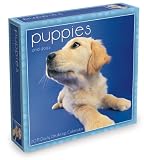 Puppies 2011 Daily Desk Calendar