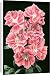 Canvas Prints of Godetia Grandiflora Sybil Sherwood from Mary Evans