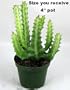 Rattlesnake Candelabra Cactus -Euphorbia- Easy to grow!