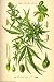 Cannabis Sativa (Botanical Illustration) Art Poster Print - 24 X 36