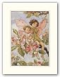 The Apple Blossom Fairy by Cicely Mary Barker 13"x9" Art Print Poster