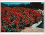 Sevillana (own root) (Rosa Landscape/Shrub) - Bare Root Rose