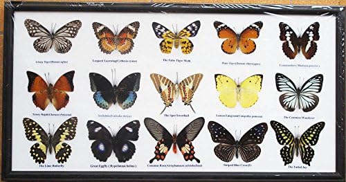 REAL 15 MIX BUTTERFLIES COLLECTION TAXIDERMY MOUNTED DISPLAY FRAMED