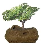 51RkI%2Bbsp8L. SL160  DuneCraft Rock Gardens   Bonsai Rock Garden