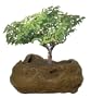 DuneCraft Rock Gardens - Bonsai Rock Garden