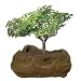 DuneCraft Rock Gardens - Bonsai Rock Garden