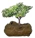 DuneCraft Rock Gardens - Bonsai Rock Garden