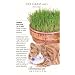 Cat Grass (Oats) Seeds - 45 grams