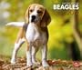 Beagles, For The Love Of 2012 Deluxe Wall Calendar (Multilingual Edition)