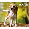 Beagles, For The Love Of 2012 Deluxe Wall Calendar (Multilingual Edition)