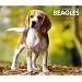 Beagles, For The Love Of 2012 Deluxe Wall Calendar (Multilingual Edition)