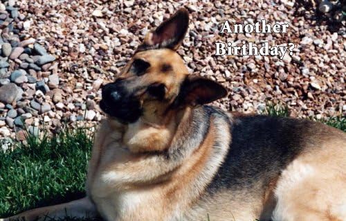 Humorous German Shepherd Birthday Greeting Card 12 Pack