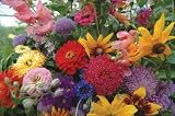  : Seed in a Blanket Flower Roll English Cottage Garden Mix