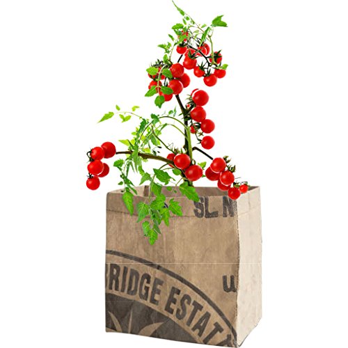 The Urban Agriculture Organic Grow Kit - Tomato The Urban Agriculture Organic Grow Kit - Tomato