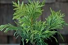 Thuja Plicata Grune Kugel - Green Ball Dwarf Cedar Tree - Pot Size 4 Inch