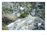 Antipodes Green Parrot, Antipodes Island Photographic Poster Print by Kim Westerskov, 16x12