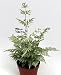 Silver Lace Table Fern - Easy to Grow! - 4