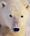 Polar