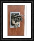 Framed Print of DOG. Schnauzer puppy coming through cat flap from Ardea