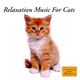 Improve Cat Mind Set