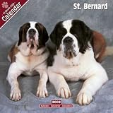 St. Bernard 2009 Wall Calendar 12 X 12