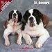 St. Bernard 2009 Wall Calendar 12 X 12