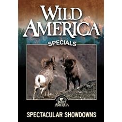Spectacular Showdowns