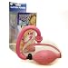 Female Vagina Pump
