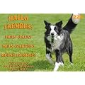 Metall - Warnschild Border Collie