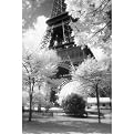 Unframed Posters - Paris "Eiffel Tower" (16 x 20")