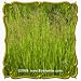 1 Oz Reed Manna Grass (Glyceria grandis) Bulk Seeds