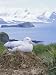 Clsoe-Up of a Wandering Albatross on Nest, Prion Island, South Georgia, Atlantic Art Photographic Poster Print by Geoff Renner, 12x16
