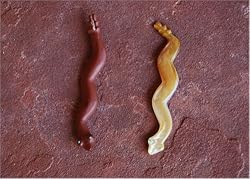 Snake - Pipestone with Turquoise Eyes