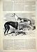 1875 Hounds Brigadier Hebe Sire Dam Honeymoon Waterloo