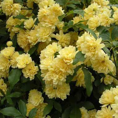 [まとめ植え！]モッコウバラ：黄花3～3.5号ポット3株セット