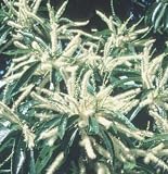Sweet Chestnut Essence 7.4ml