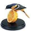 Springtime Oriole Backyard Songbird