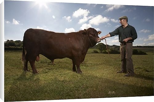 Canvas Prints of Best of British from Country Life 